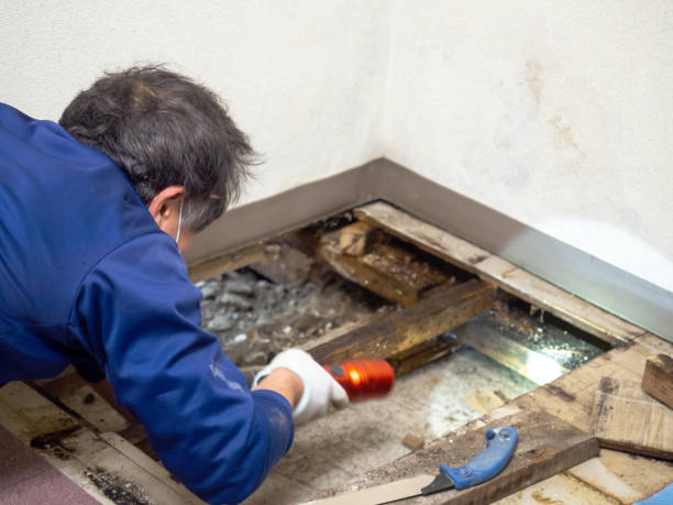 Best Residential Mold Removal  in Lford, MI