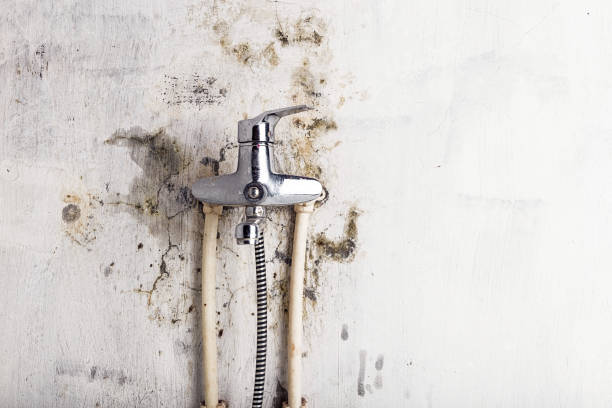 Best Affordable Mold Removal  in Lford, MI