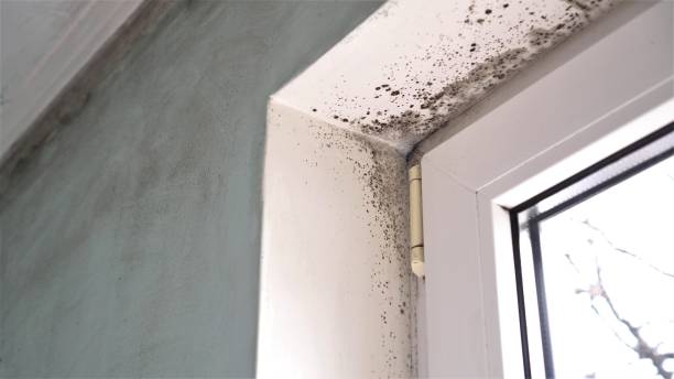 Reliable Milford, MI Mold Removal Solutions
