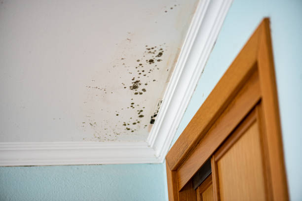 Best Commercial Mold Removal  in Lford, MI
