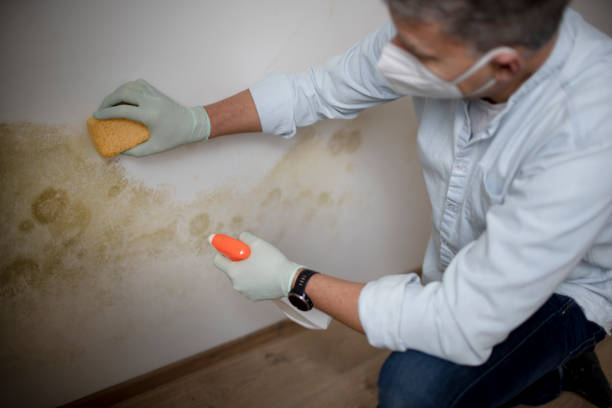 Best Certified Mold Removal  in Lford, MI