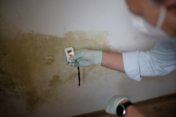 Best Mold Remediation Experts  in Lford, MI
