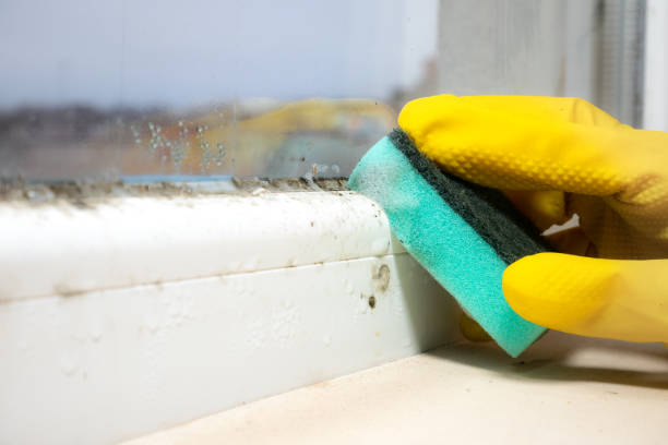 Best Mold Damage Repair  in Lford, MI