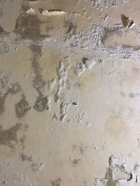 Best Office Mold Removal Services  in Lford, MI