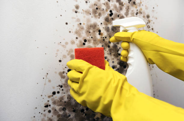 Best Mold Removal Specialists  in Lford, MI