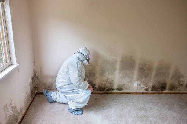 Best Mold Damage Repair  in Lford, MI